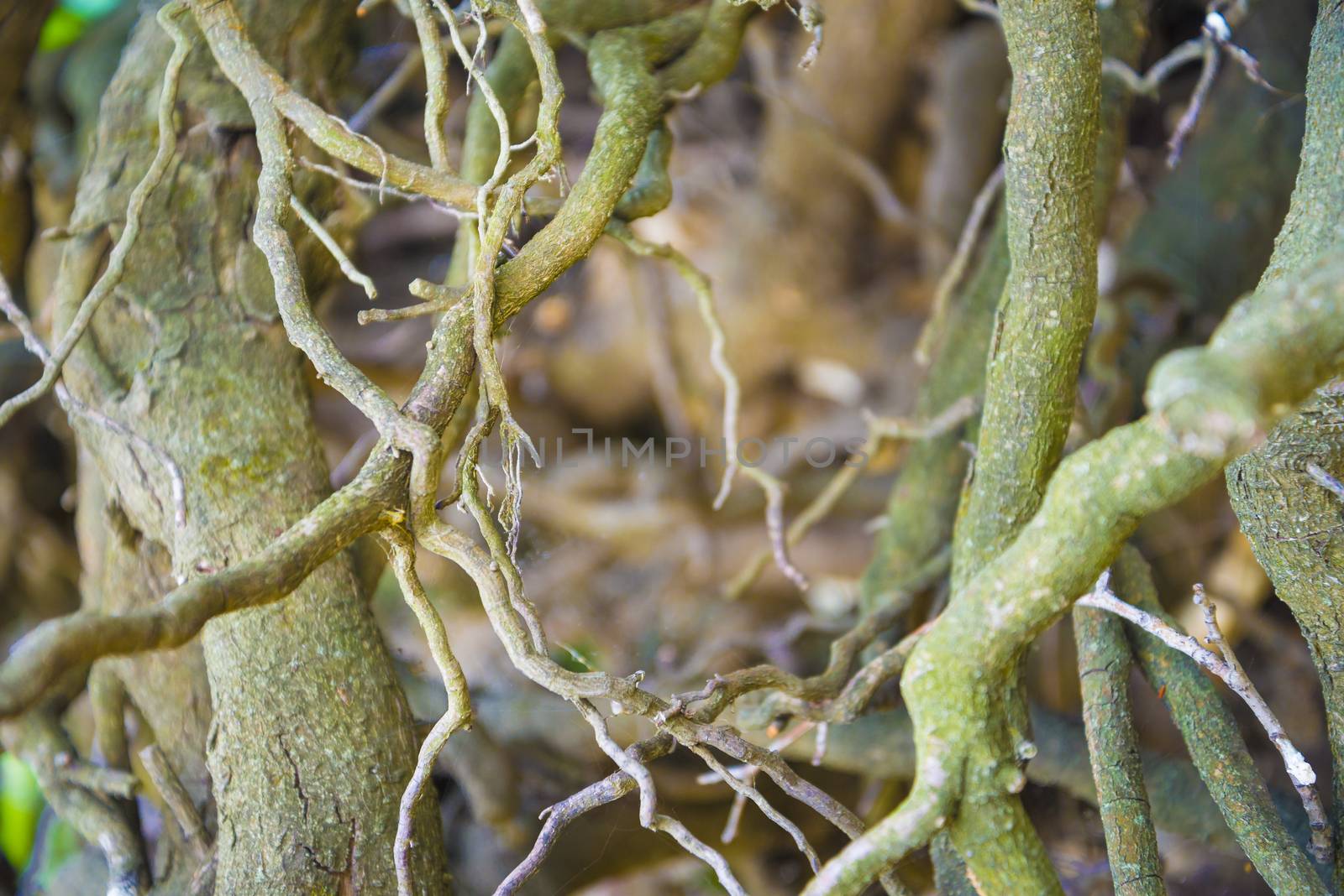 Tree roots very small. Abstract natural background