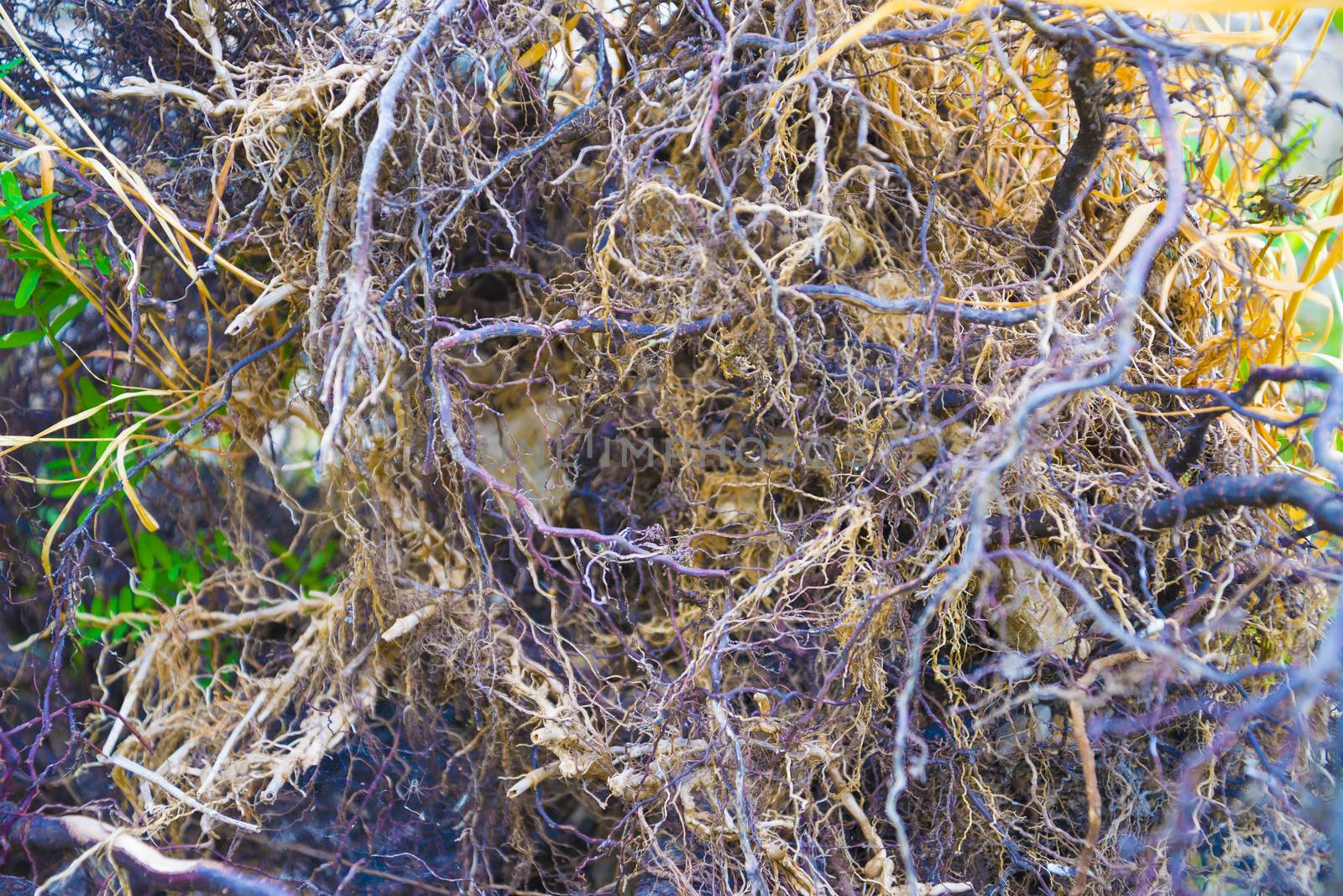 Tree roots very small. Abstract natural background