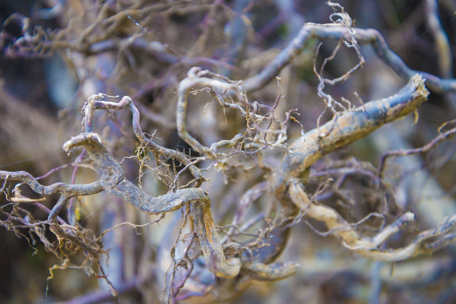 Tree roots very small. Abstract natural background