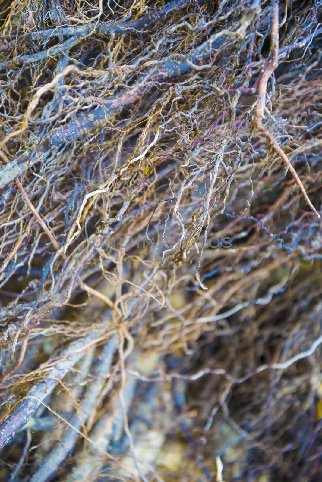 Tree roots very small. Abstract natural background