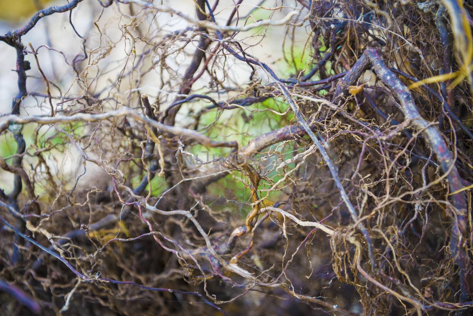 Tree roots very small. Abstract natural background