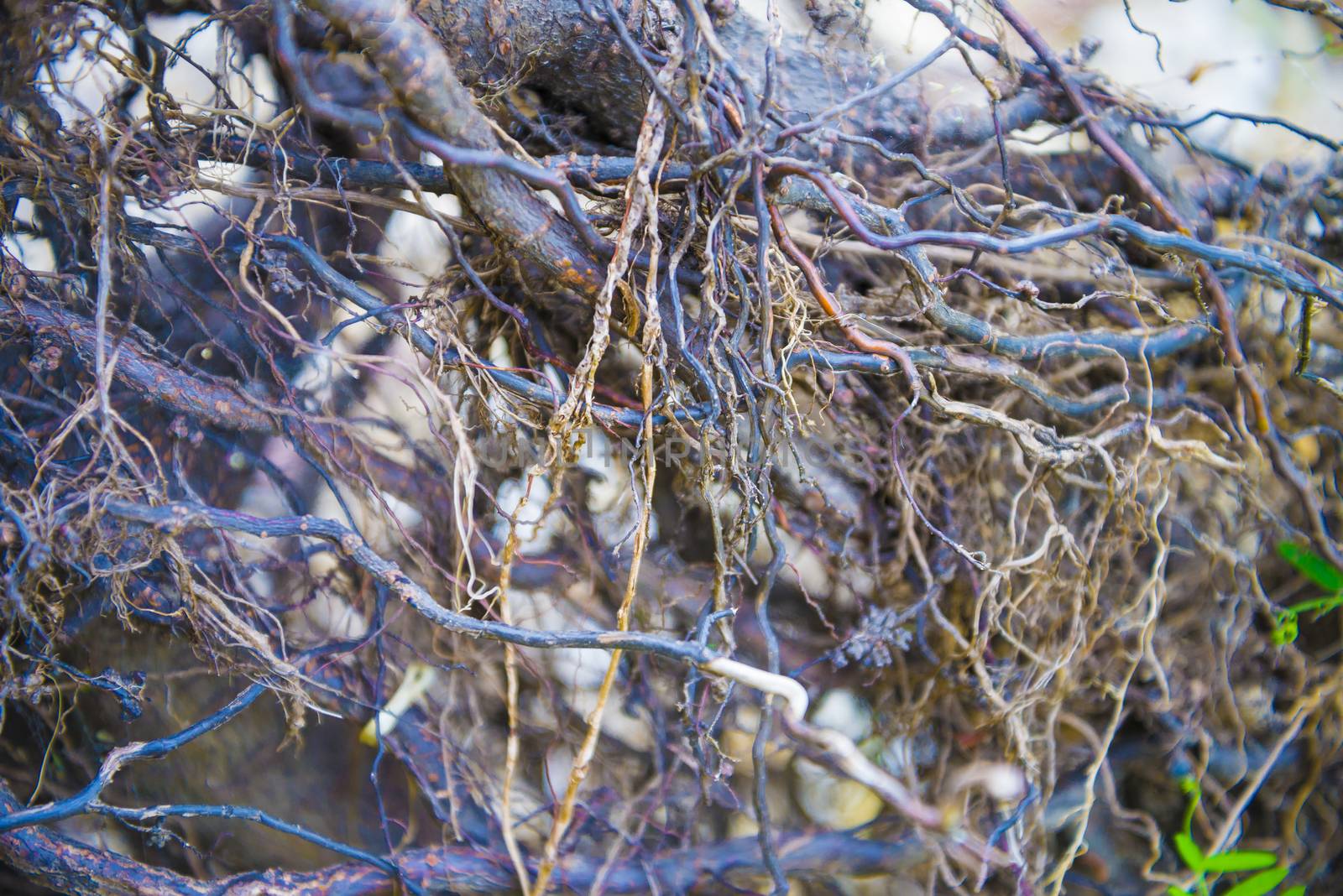 Tree roots very small. Abstract natural background