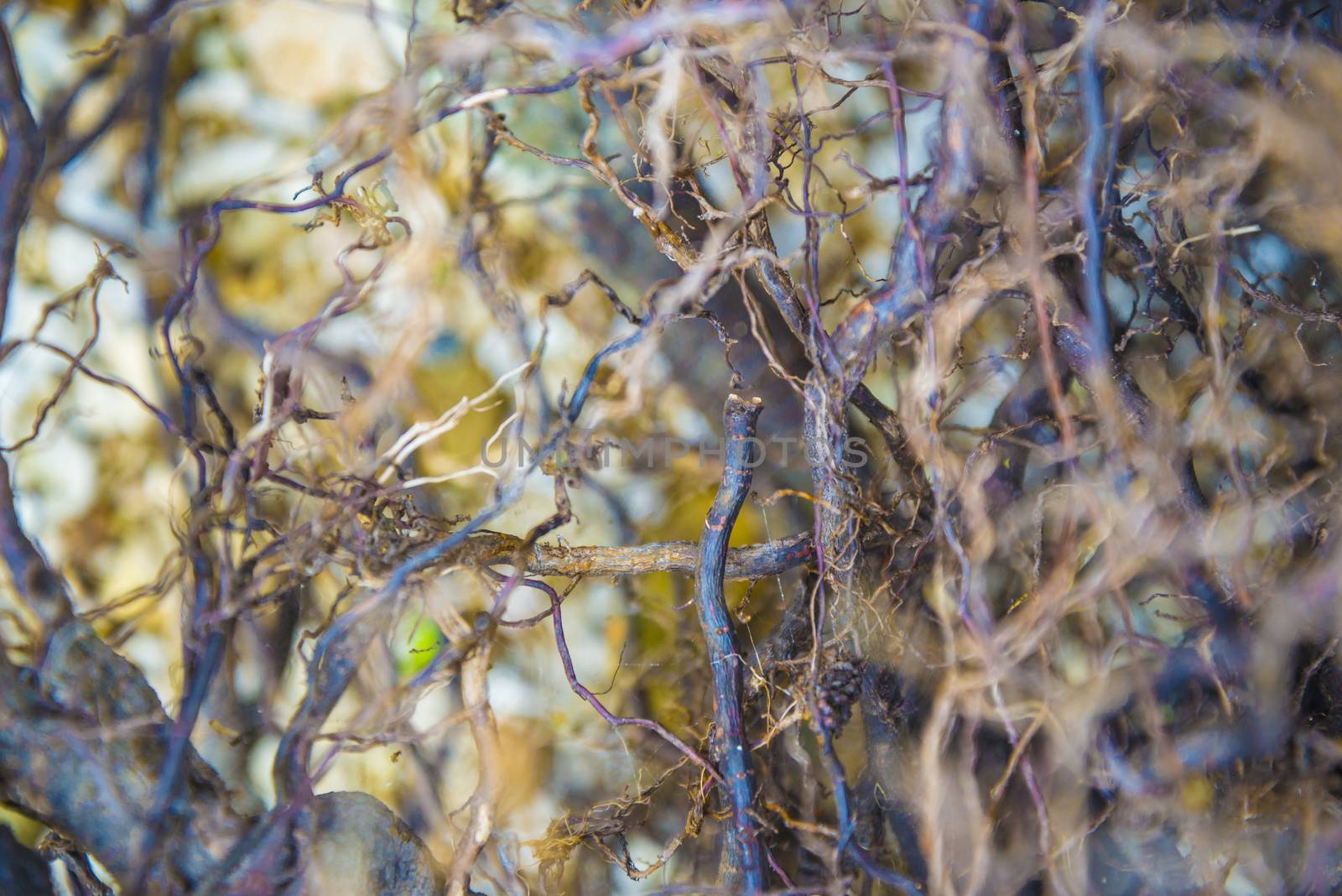 Tree roots very small. Abstract natural background