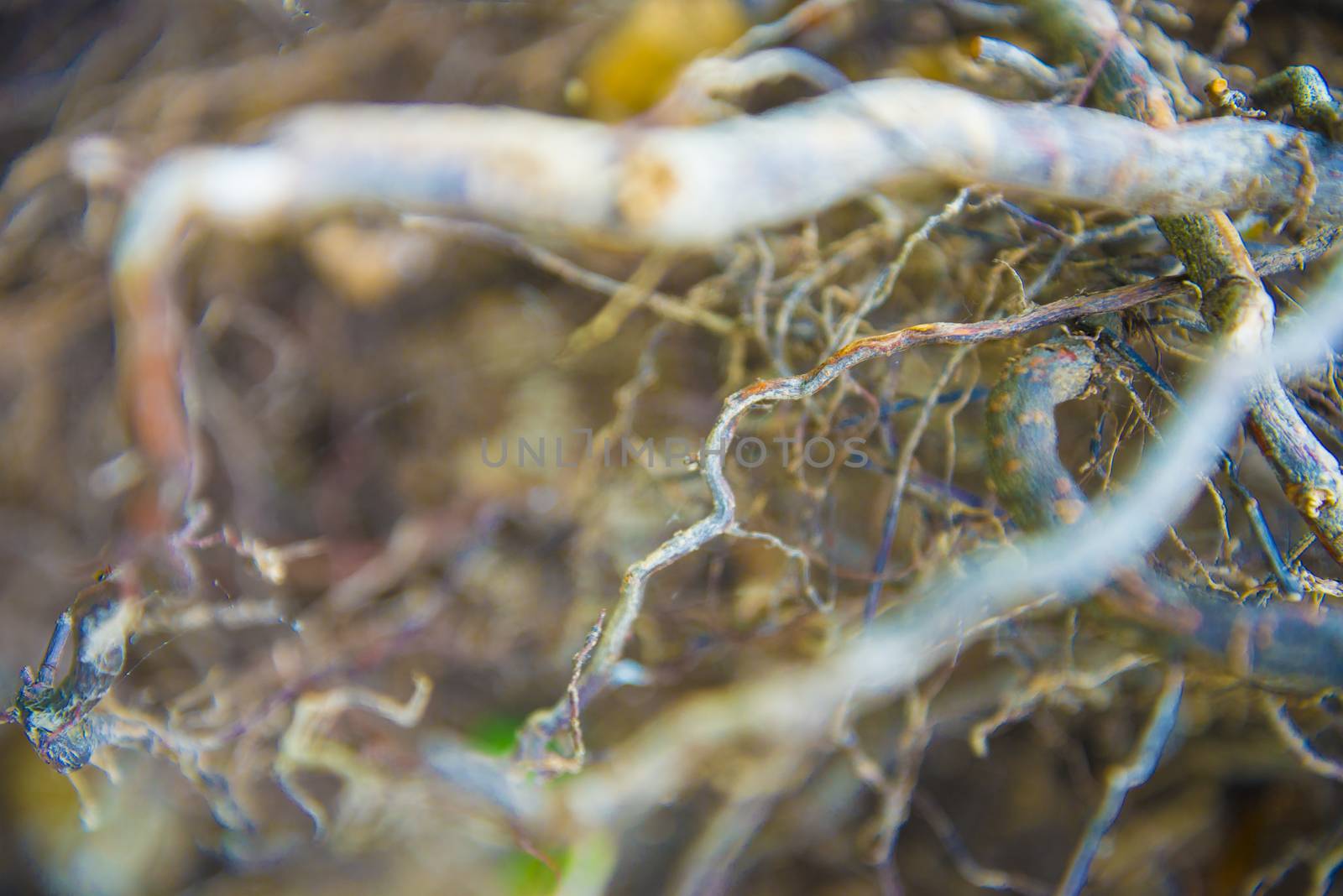 Tree roots very small. Abstract natural background