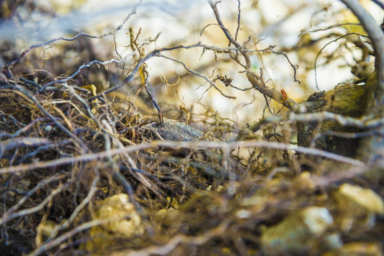 Tree roots very small. Abstract natural background