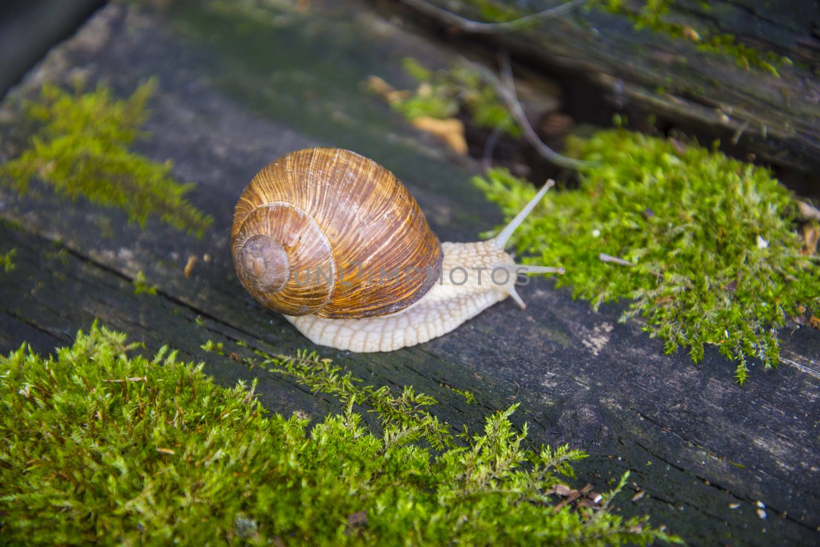 Big snail in the sink crawling on the Board, summer day in the garden