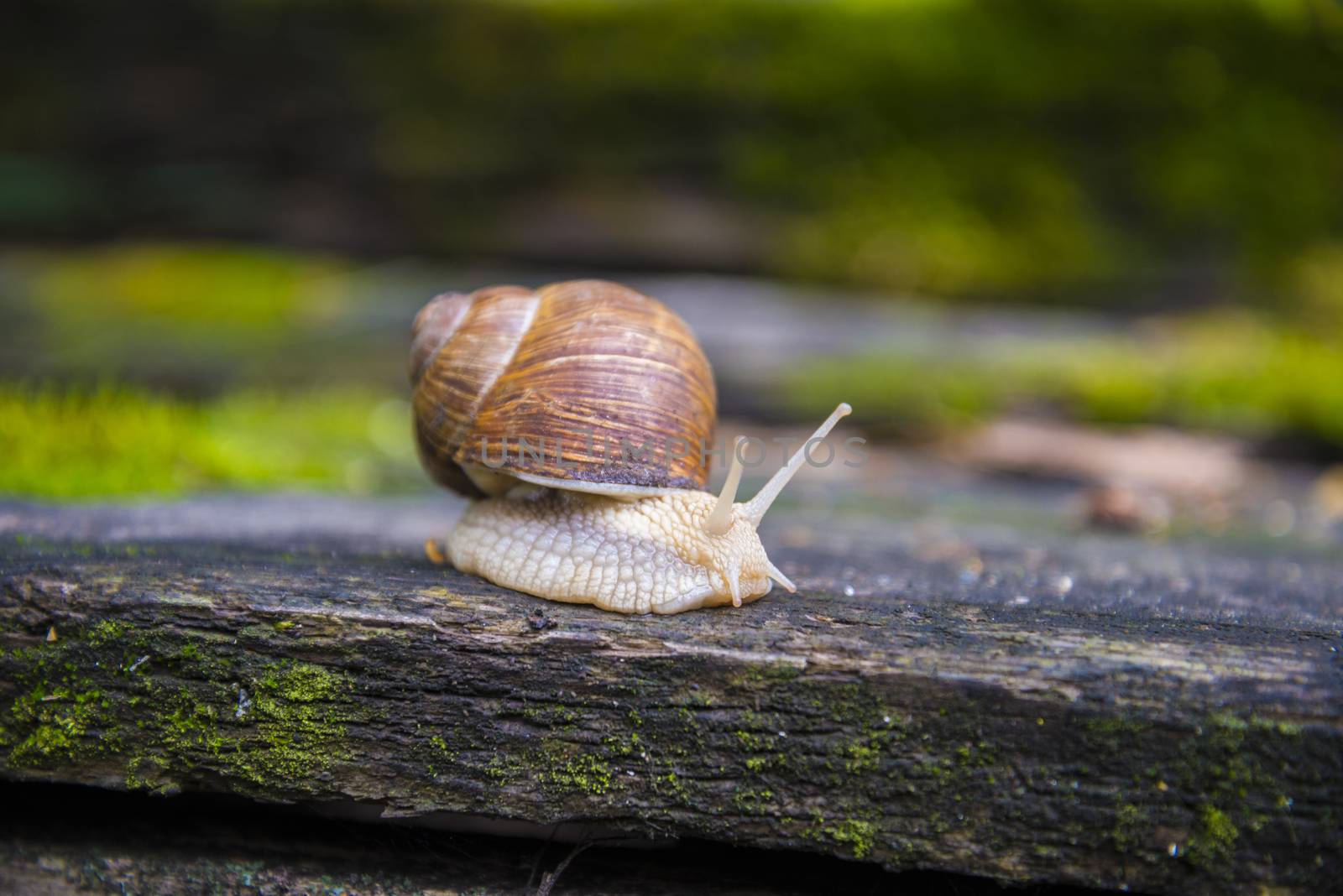 Big snail in the sink crawling on the Board, summer day in the garden