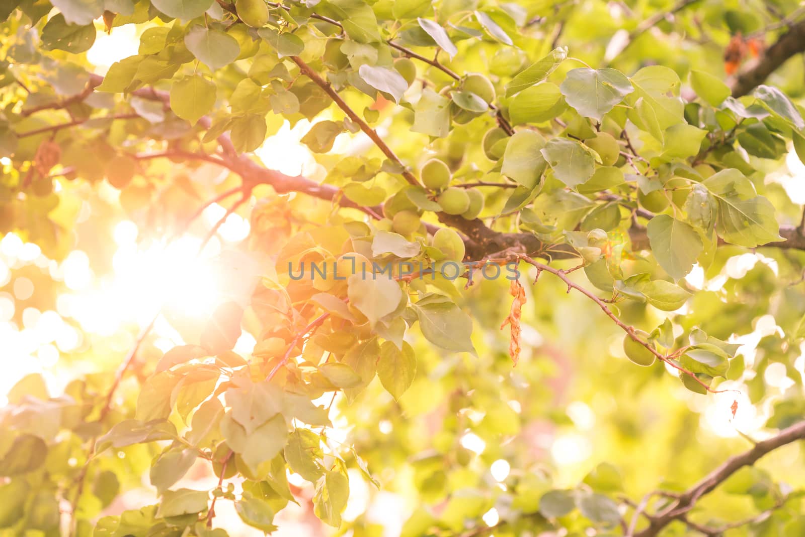 Unripe apricot fruit in sunny day, on apricot tree in garden. Sun rays in sunny apricots. Sunlight in garden.