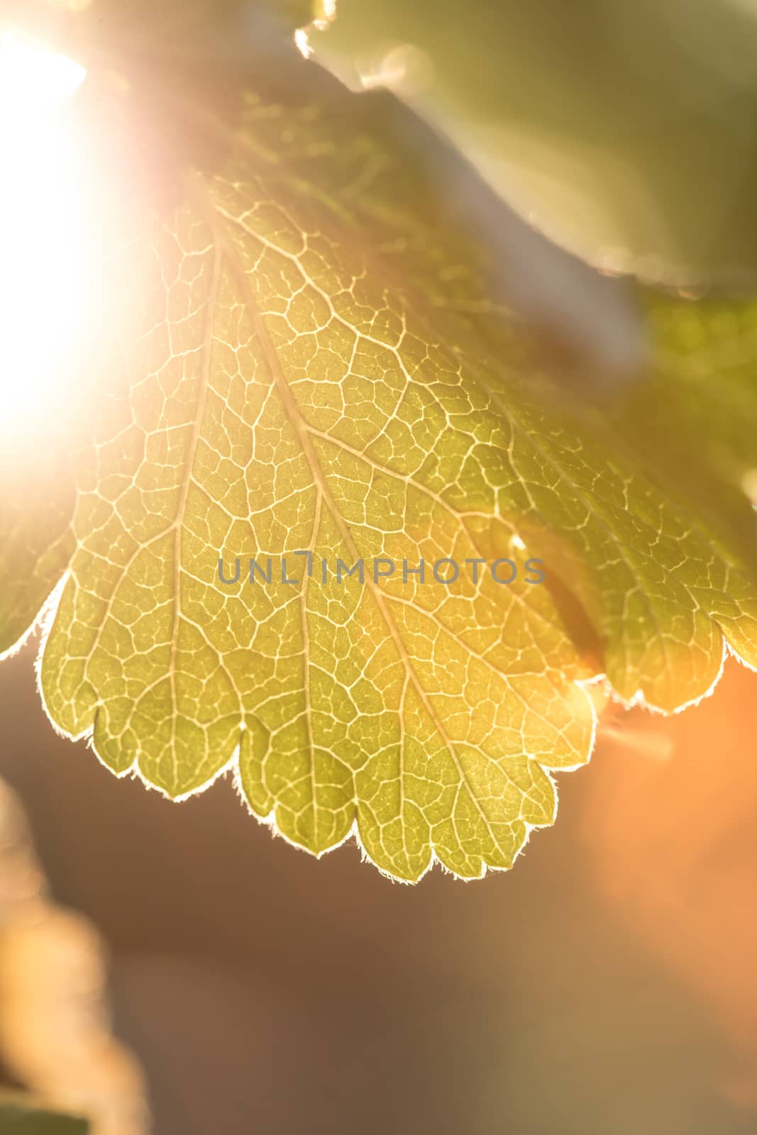 Rays of the sun shining through the green leaf of the trees