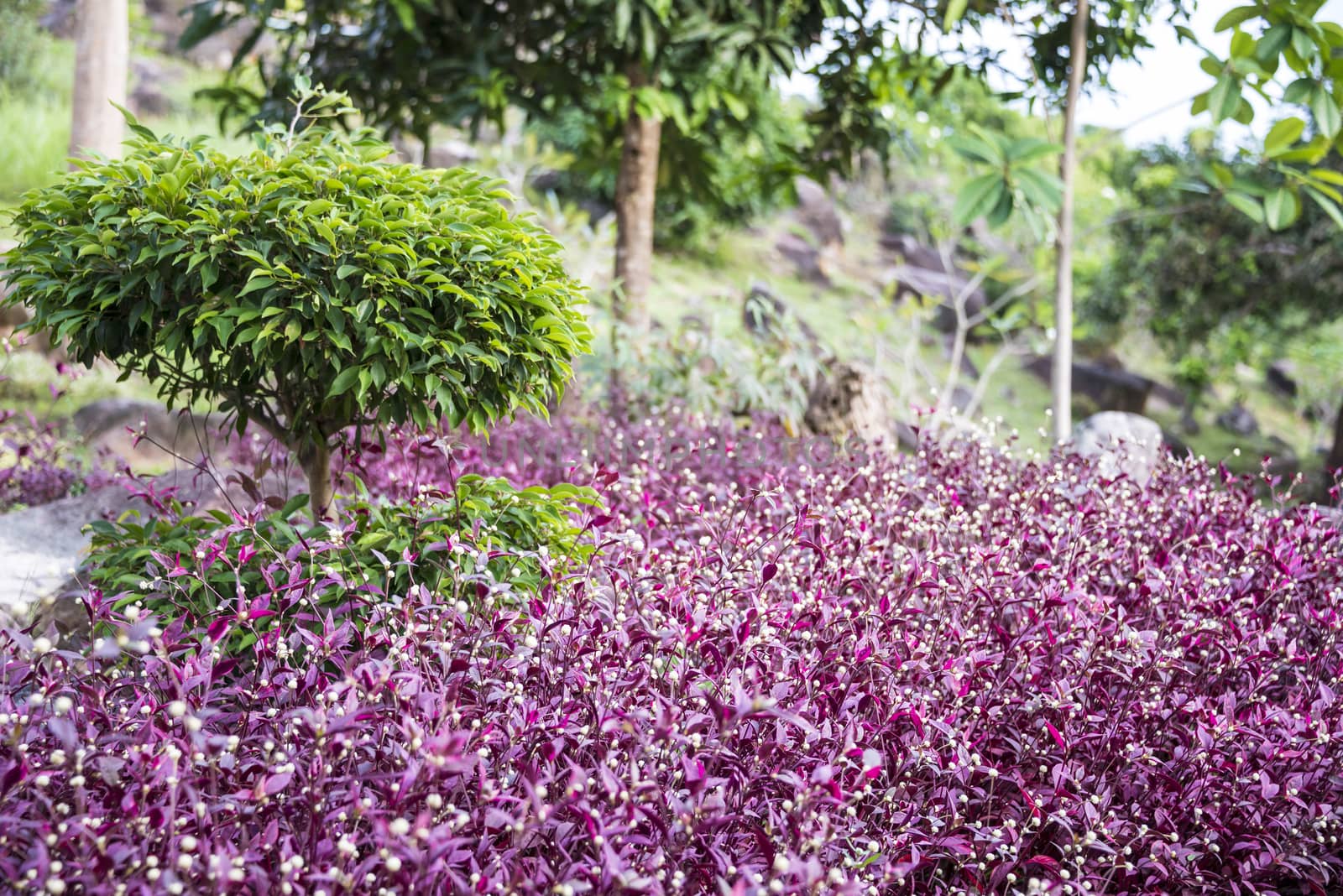 Pink flowers on Phi Phi don island, Thailand.