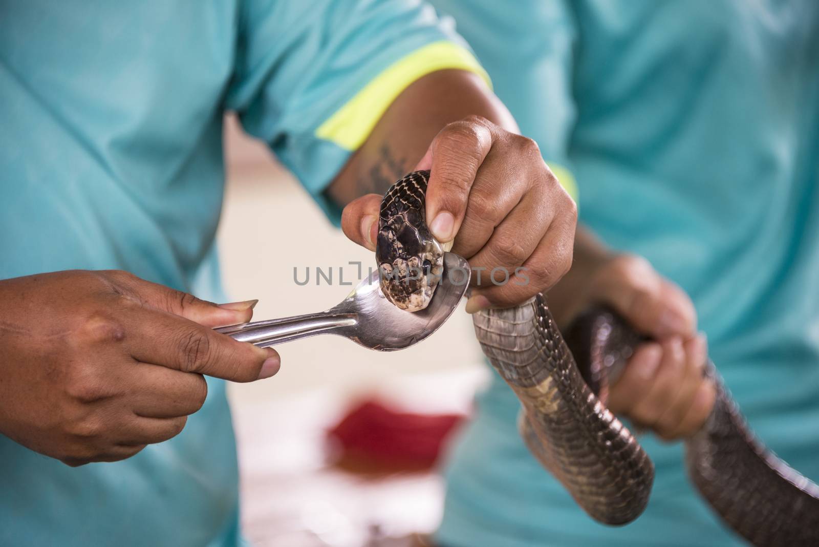 A man gets poison from a snake. Holding her in his arms.