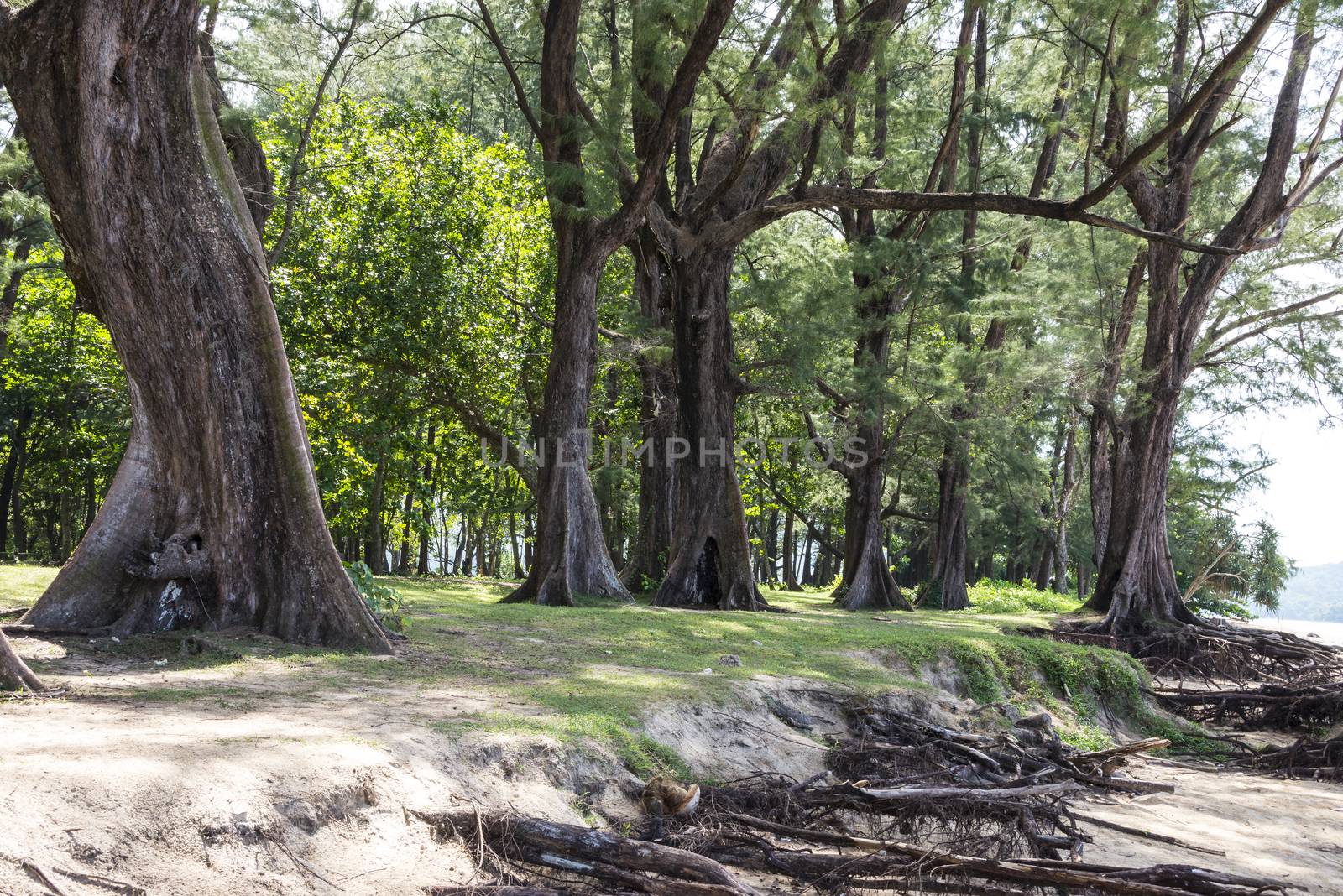 Trees in Sirinat National Park. Sunny day 21 December 2018.