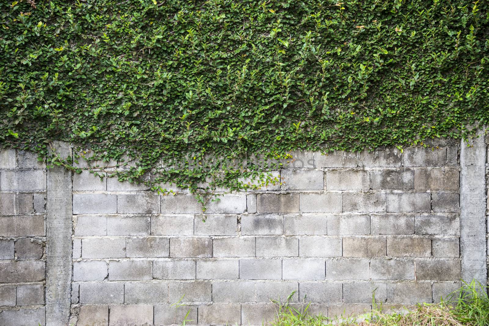 stone grey wall overgrown with green plant.