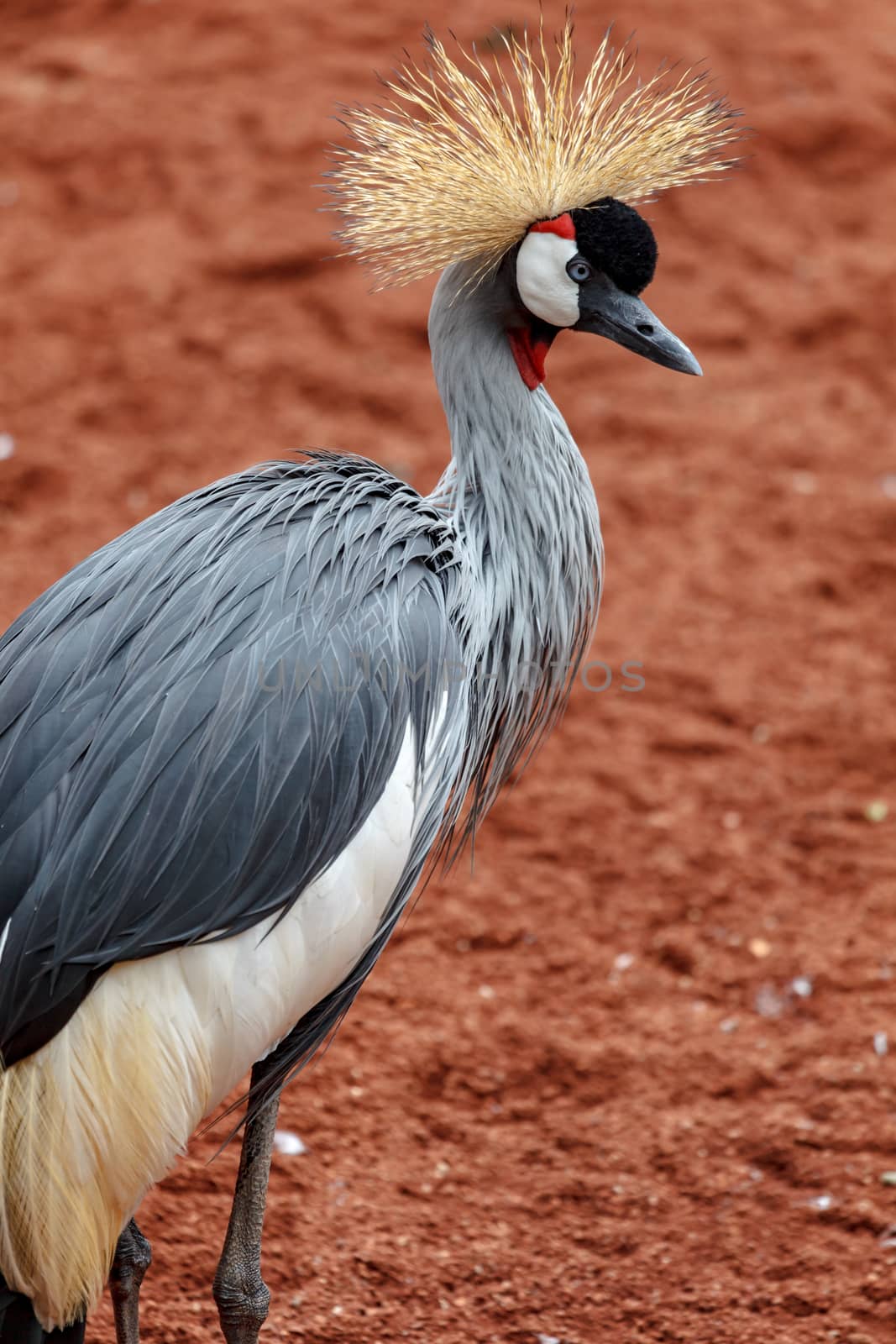 Beautiful grey crowned Common crane (Grus Grus) Posing placidly