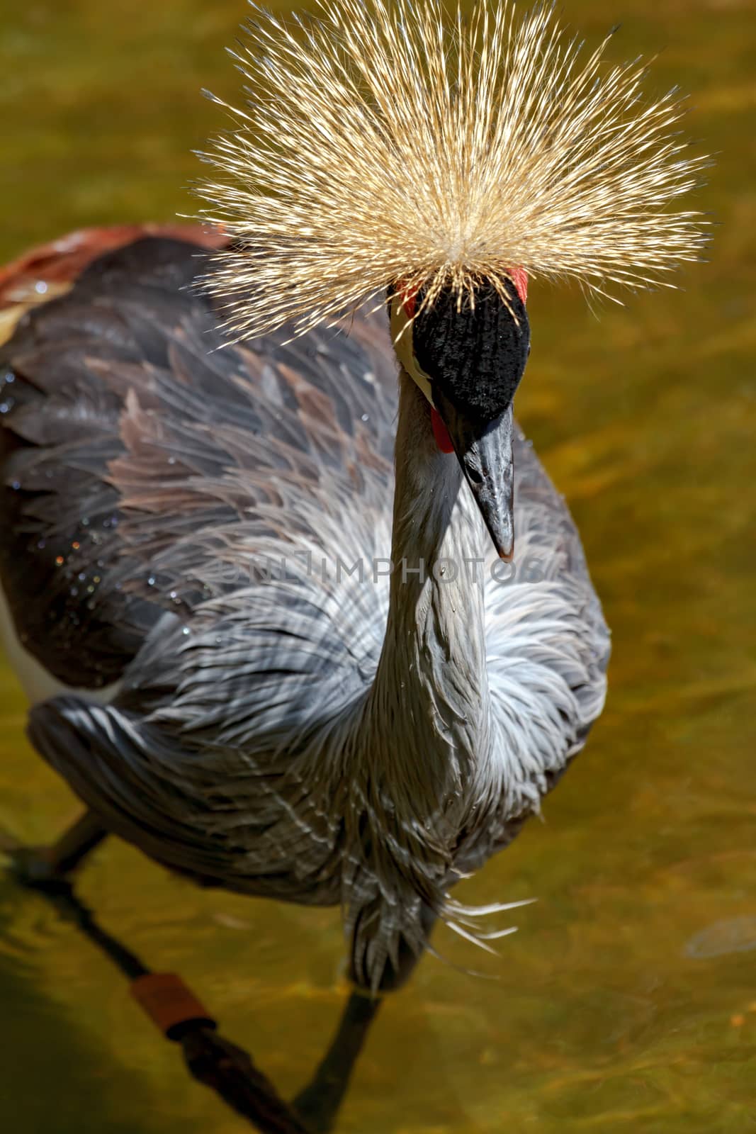 Beautiful grey crowned Common crane (Grus Grus) Posing placidly