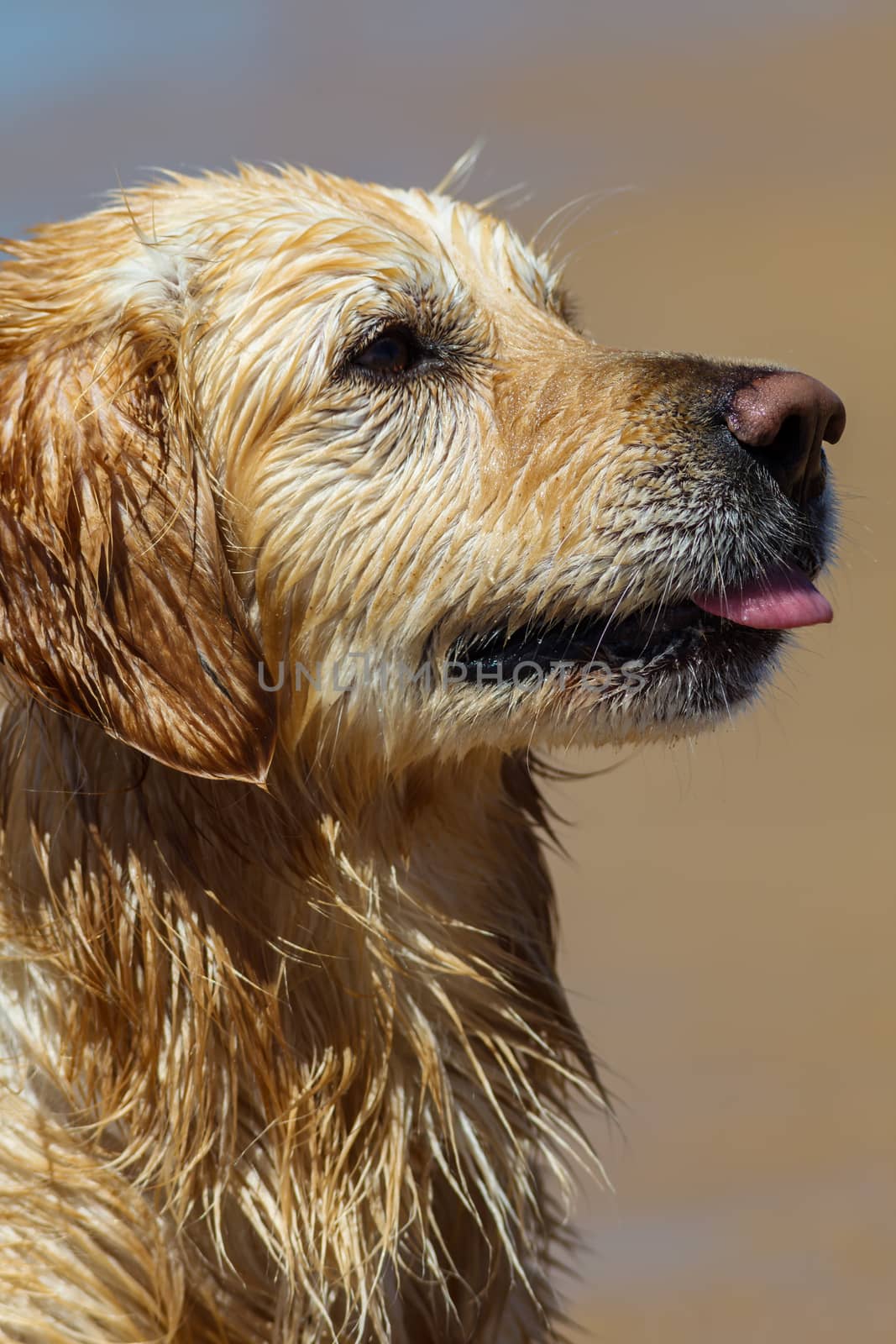 Nice specimen of dog of the race Golden Retriever