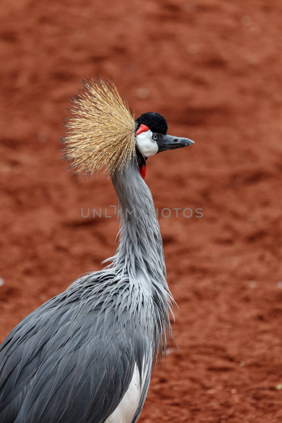 Beautiful grey crowned Common crane (Grus Grus) Posing placidly