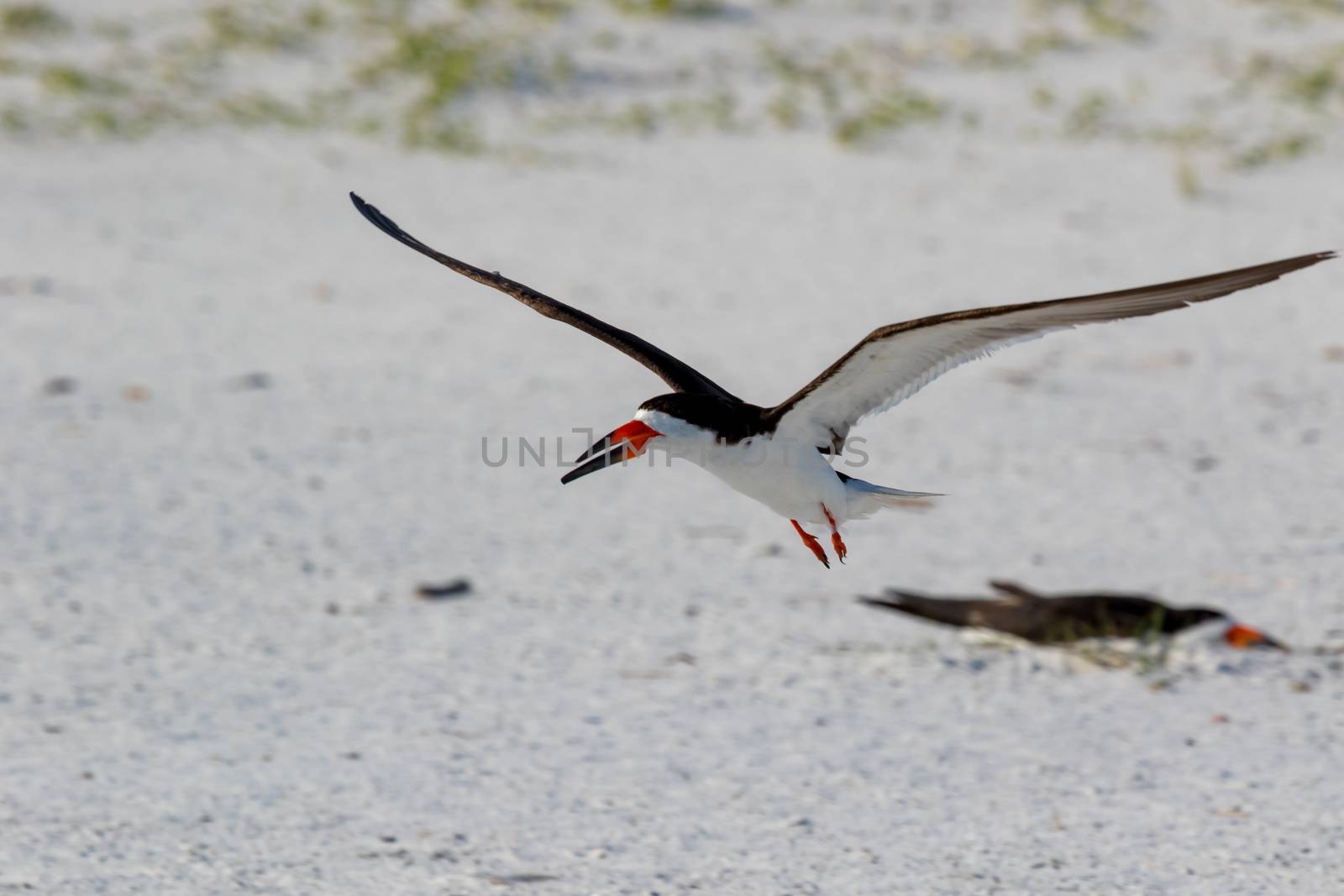 Adult Black Skimmer (Rynchops niger) flying over the sand of the beach of Pensacola Florida, USA