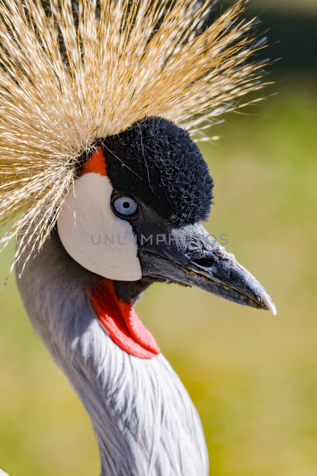 Beautiful grey crowned Common crane (Grus Grus) Posing placidly