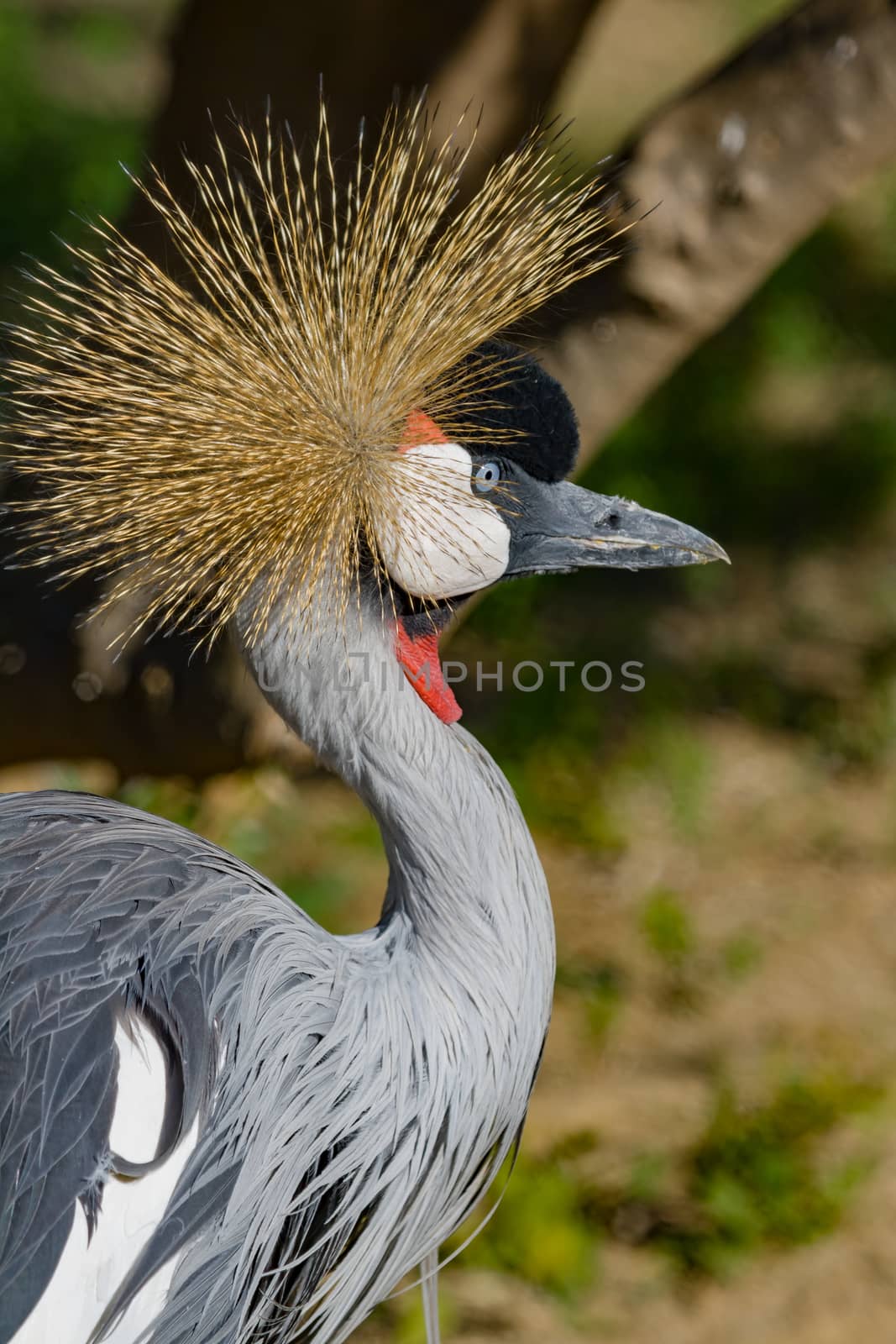 Beautiful grey crowned Common crane (Grus Grus) by viledevil