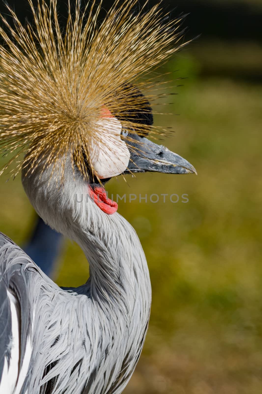 Beautiful grey crowned Common crane (Grus Grus) Posing placidly