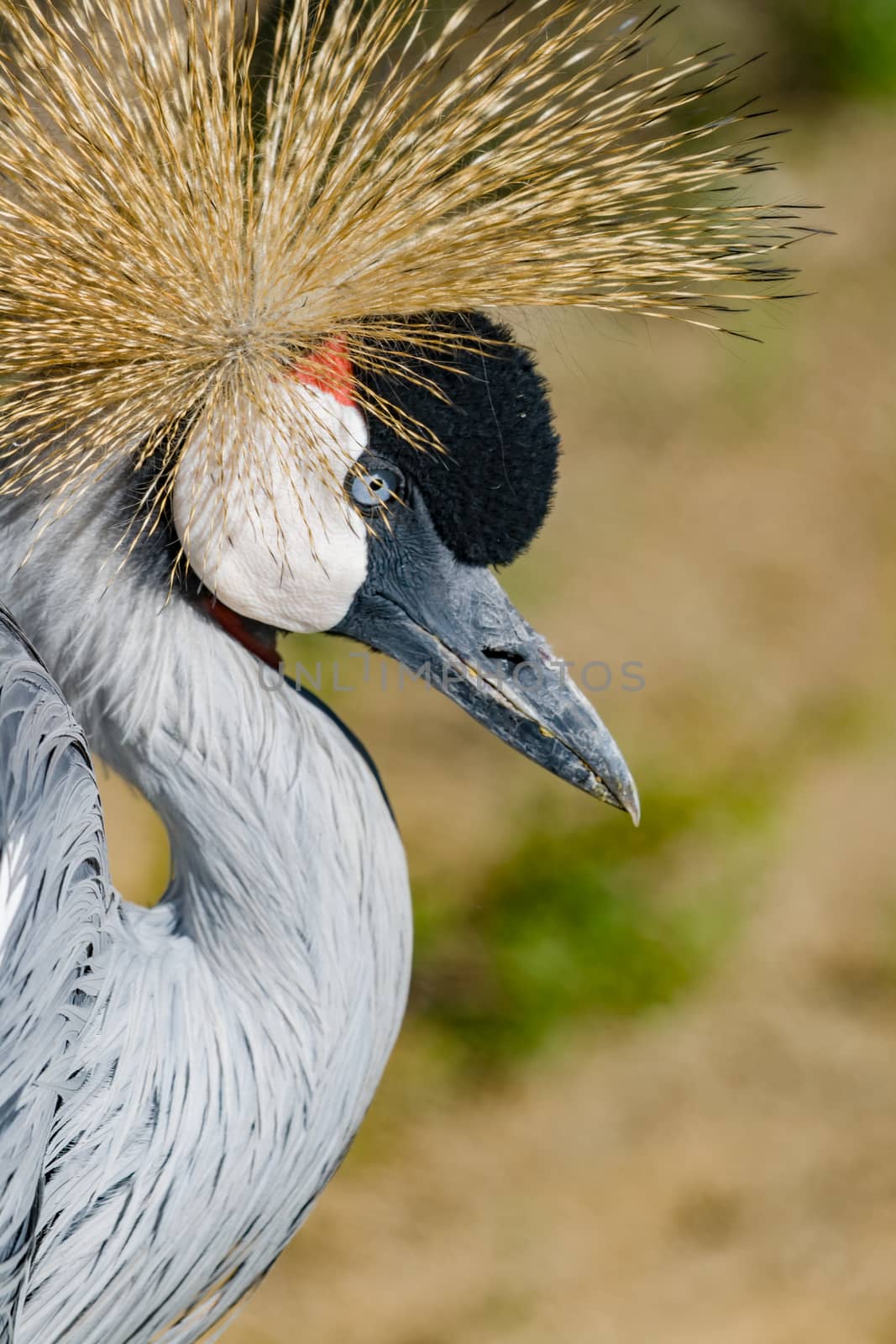 Beautiful grey crowned Common crane (Grus Grus) by viledevil