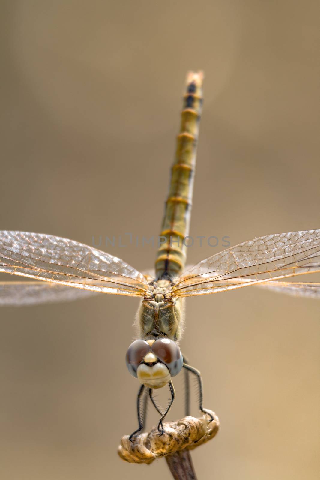 Image of a dragonfly ( sympetrum sp ) accomplished like photo of approximation.