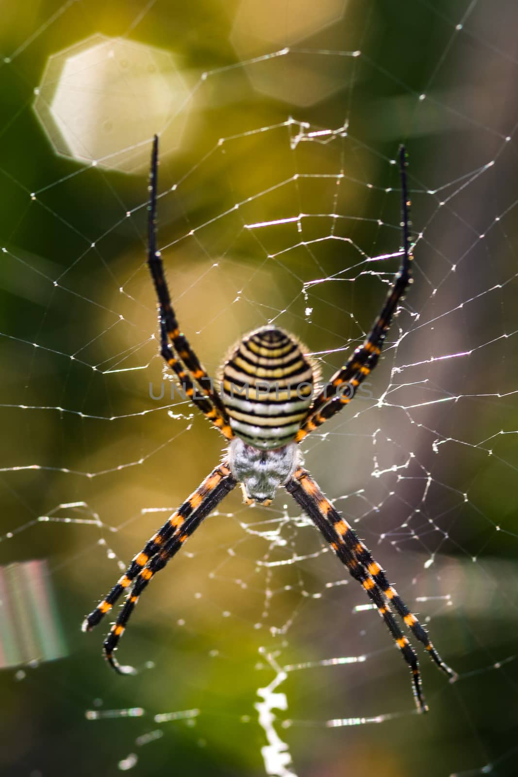 A spider,  Argiope bruennichi,  of considerable size and threatening aspect
