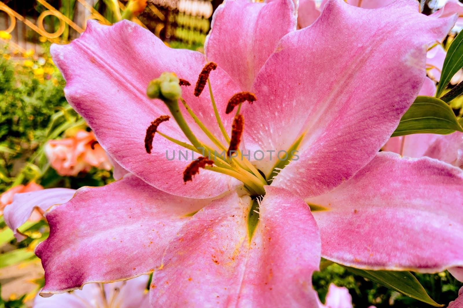 Closeup of lily flower in the garden, nature background