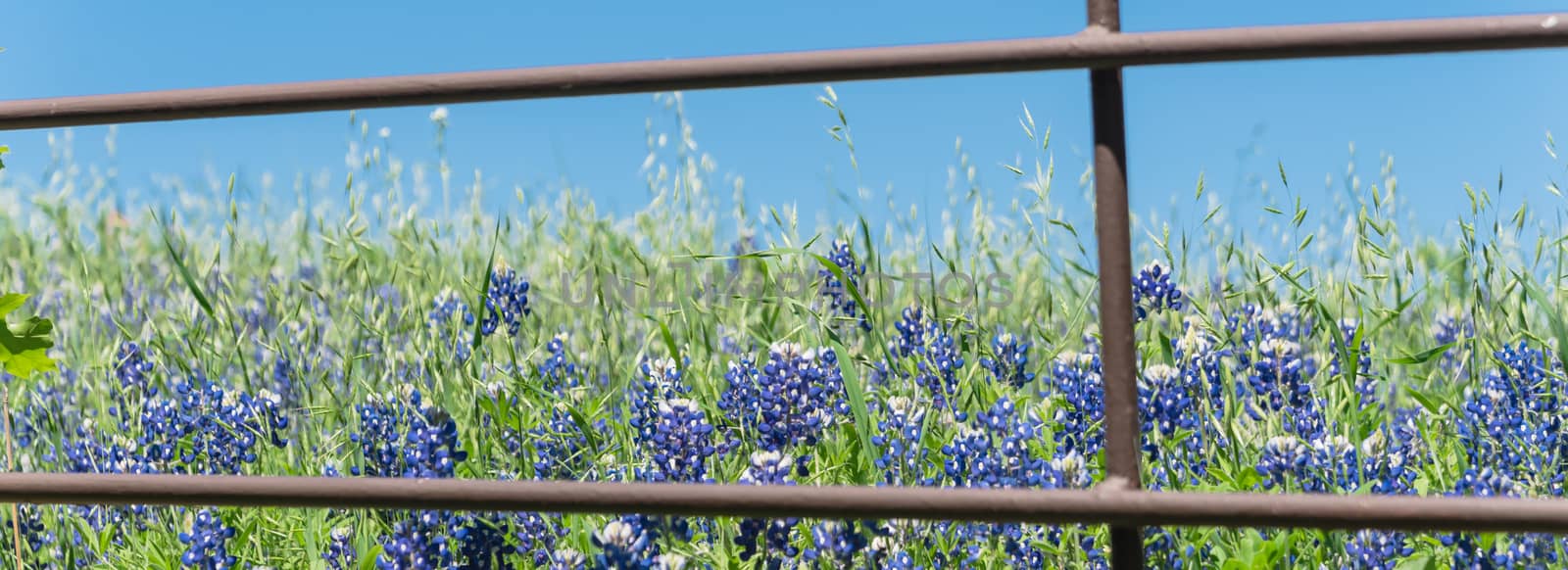 Panoramic blossom bluebonnet fields along rustic fence in countryside of Texas, America by trongnguyen
