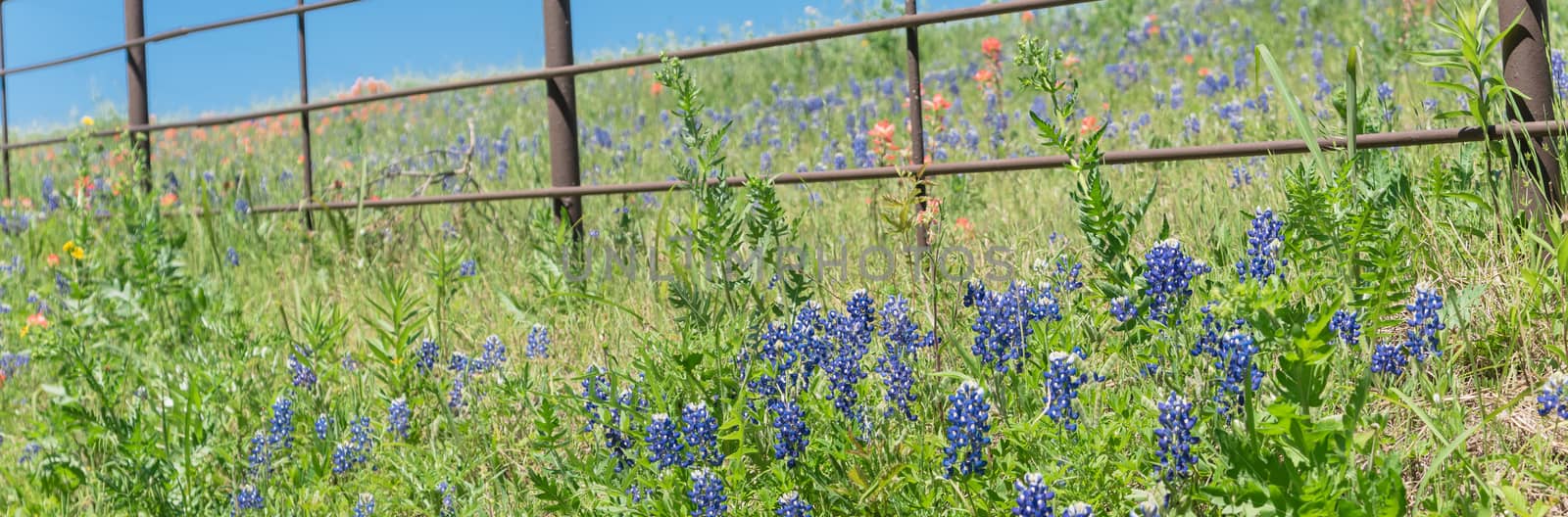 Panorama view beautiful blossom bluebonnet fields along rustic fence in countryside of Texas. Nature spring wildflower full blooming again clear blue sky, Texas State flower background