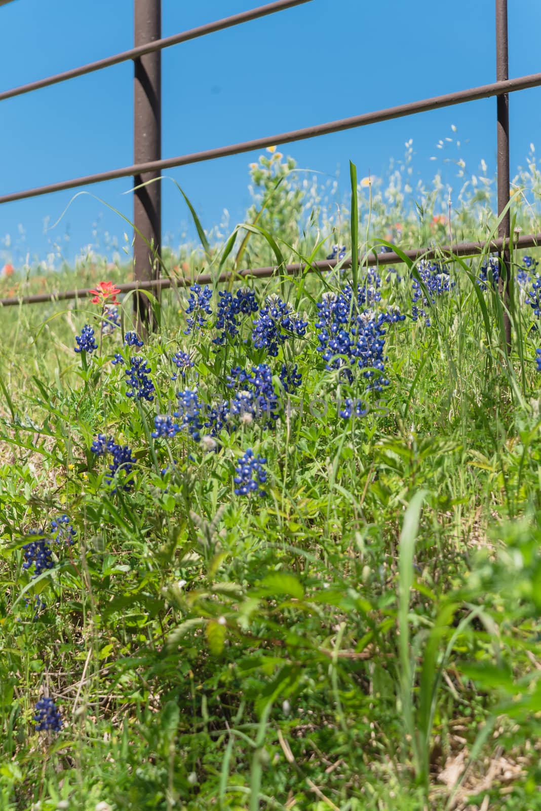 Blossom bluebonnet fields along rustic fence in countryside of Texas, America by trongnguyen