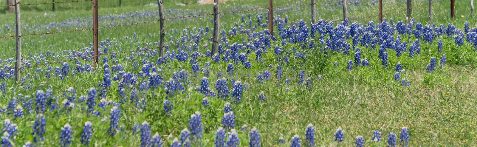 Panorama view beautiful blossom bluebonnet fields along rustic fence in countryside of Texas. Nature spring wildflower full blooming again clear blue sky, Texas State flower background