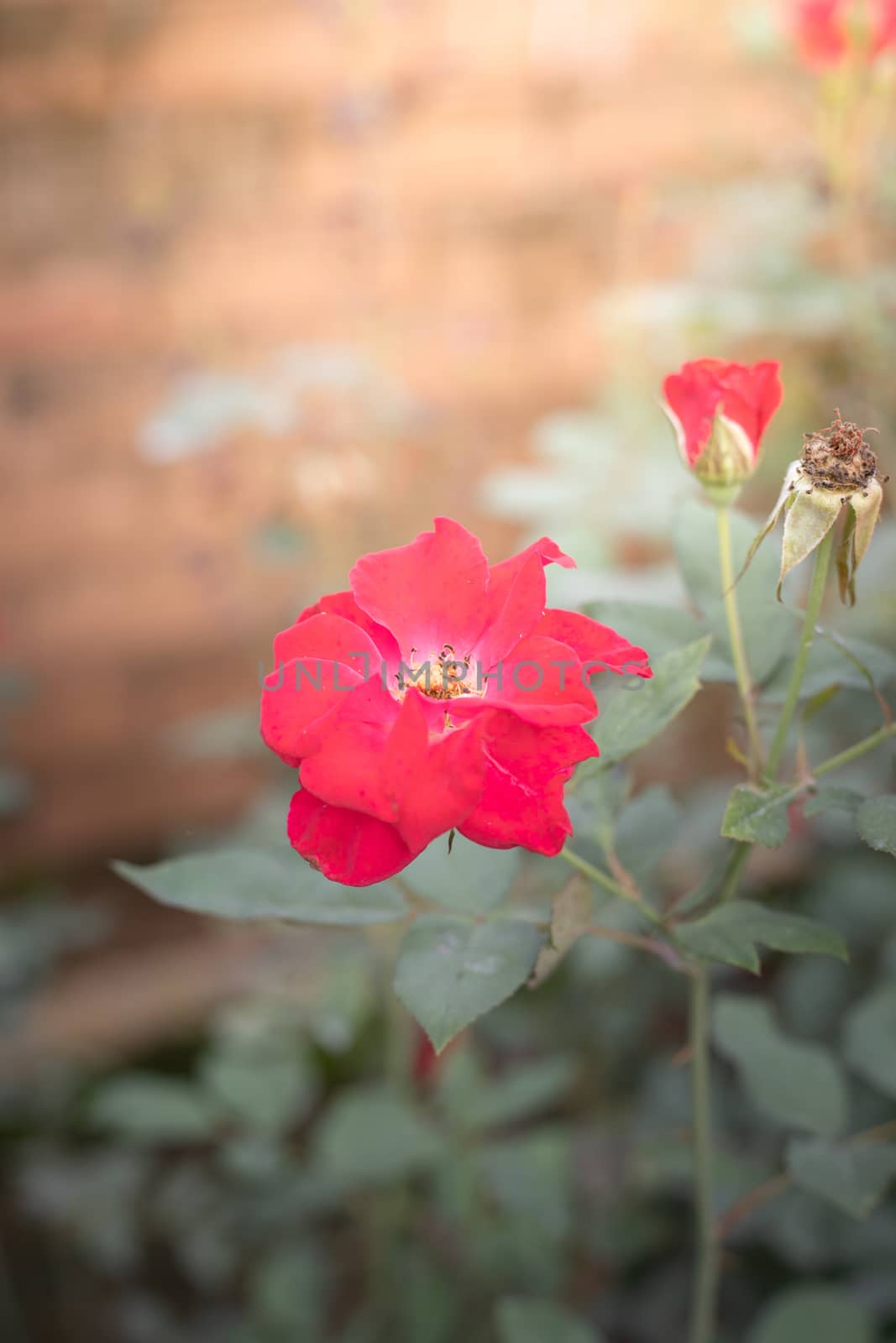 Roses in the garden, Roses are beautiful with a beautiful sunny day.