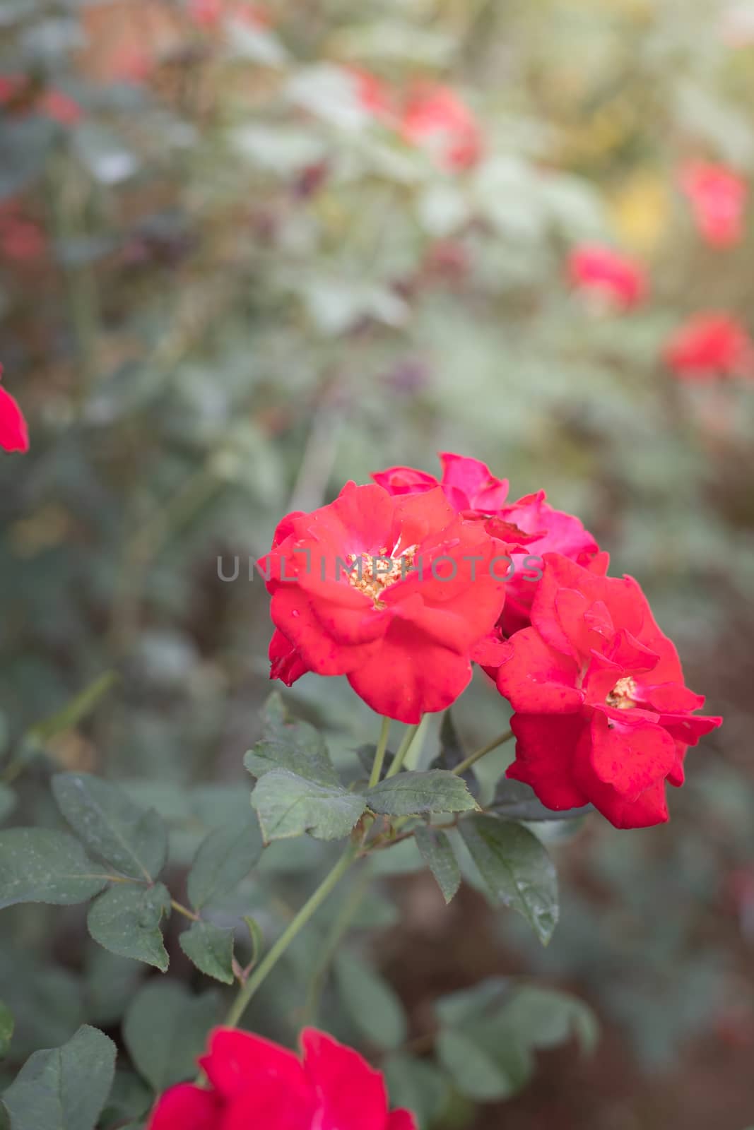 Roses in the garden  by teerawit