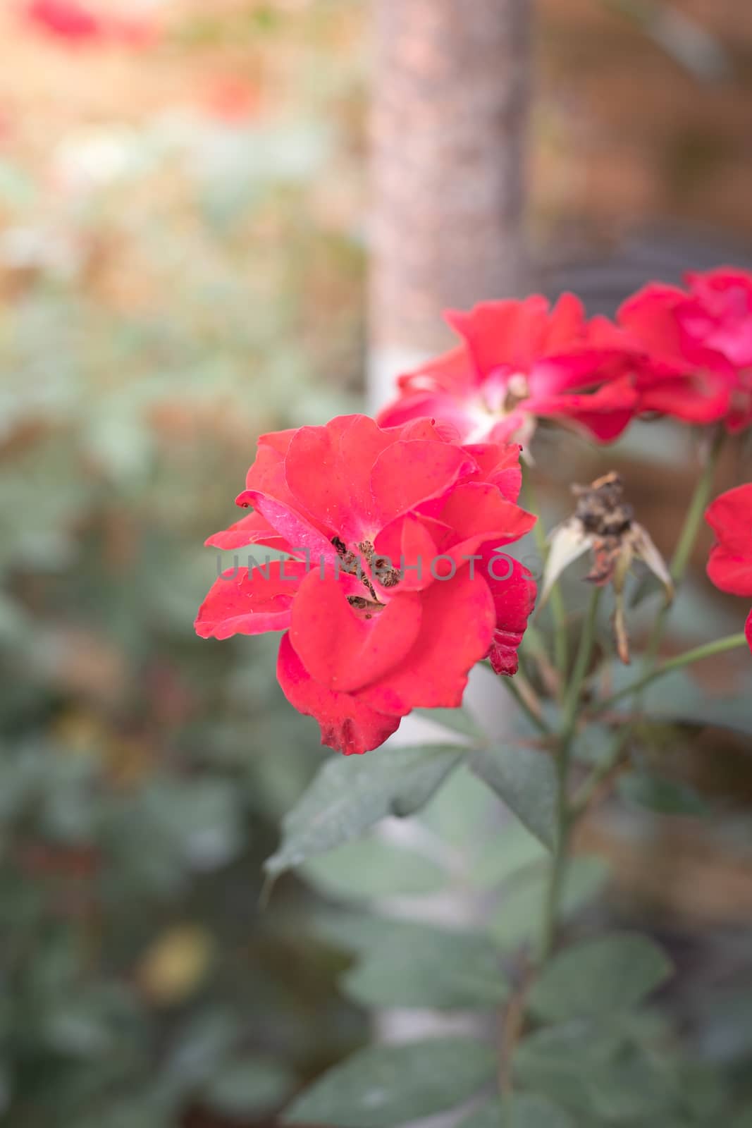 Roses in the garden  by teerawit