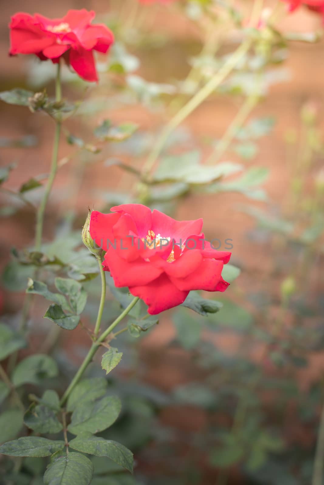 Roses in the garden  by teerawit