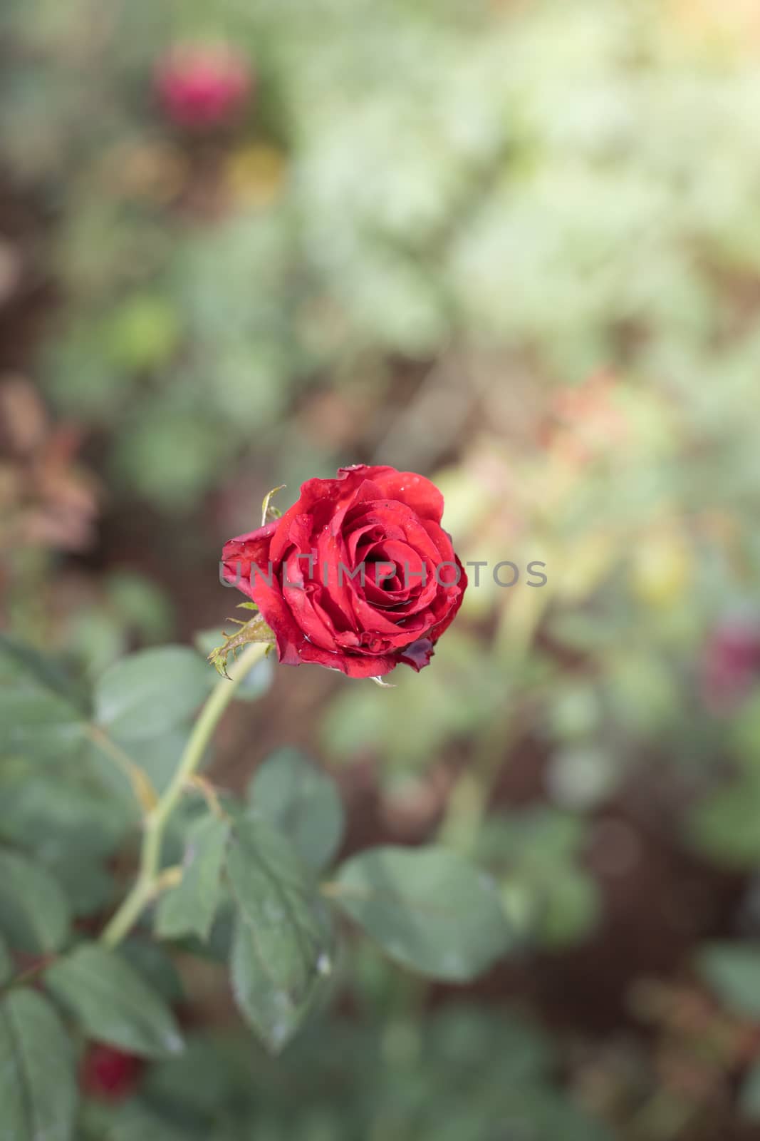 Roses in the garden  by teerawit