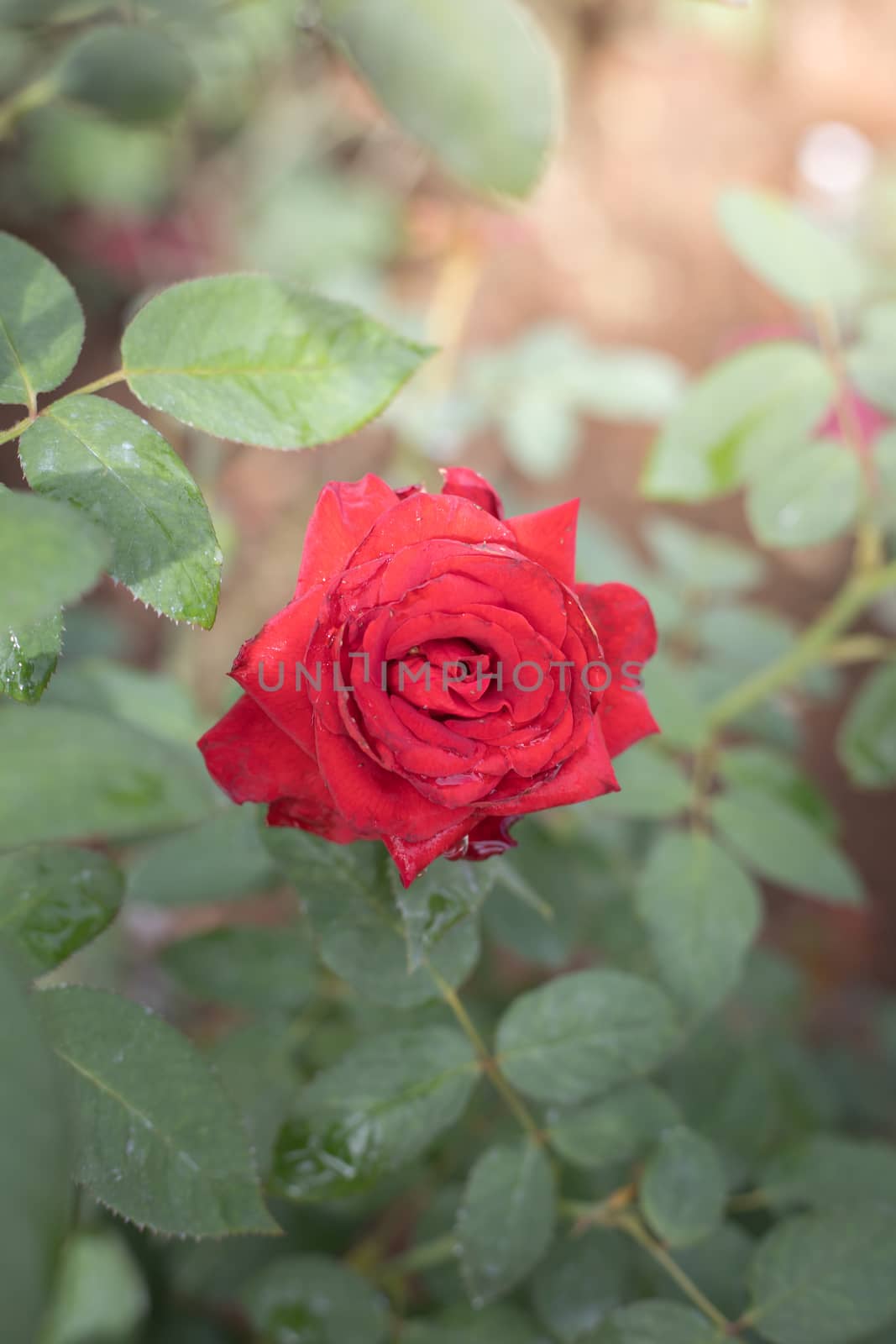 Roses in the garden, Roses are beautiful with a beautiful sunny day.