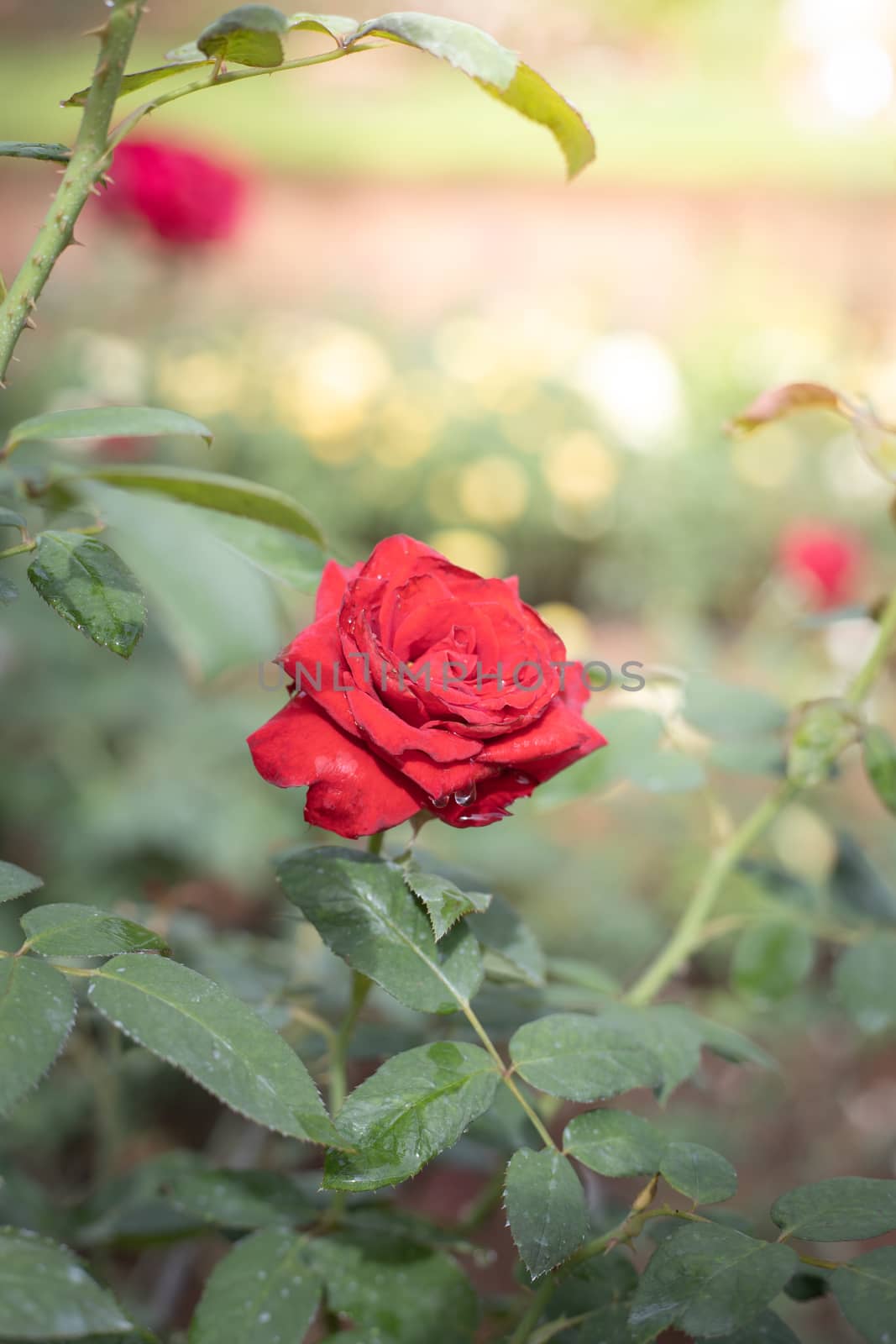 Roses in the garden  by teerawit