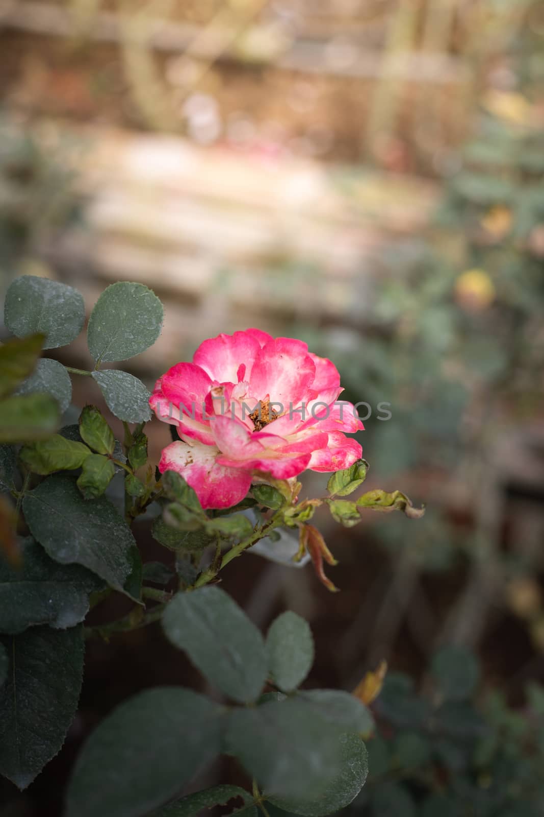 Roses in the garden, Roses are beautiful with a beautiful sunny day.