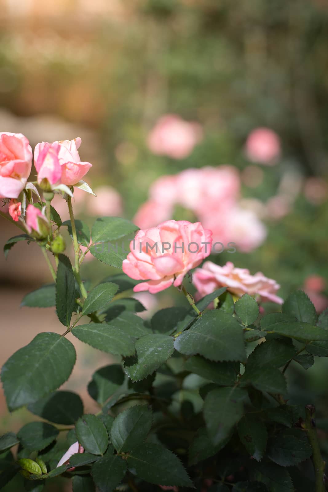 Roses in the garden  by teerawit