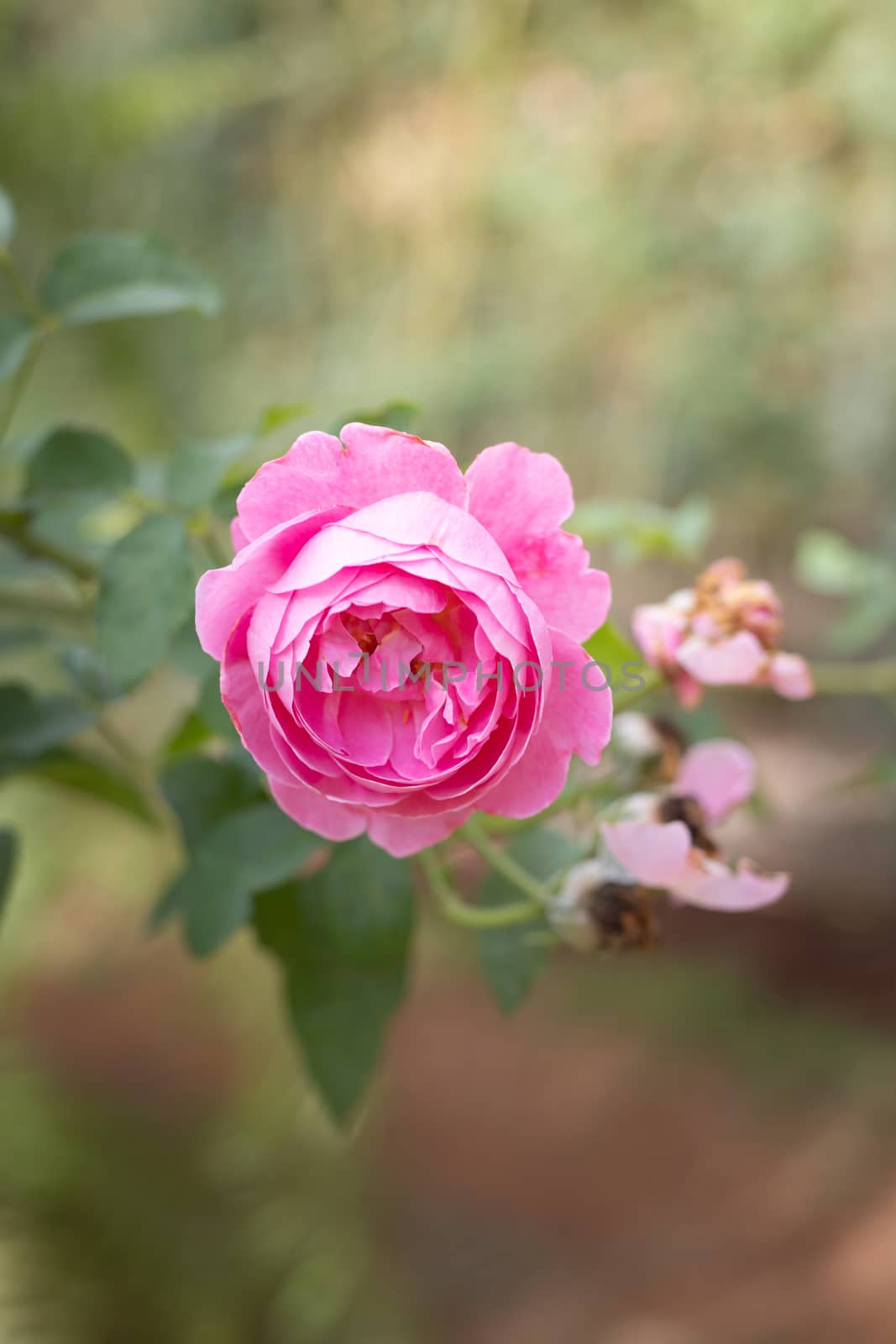 Roses in the garden, Roses are beautiful with a beautiful sunny day.