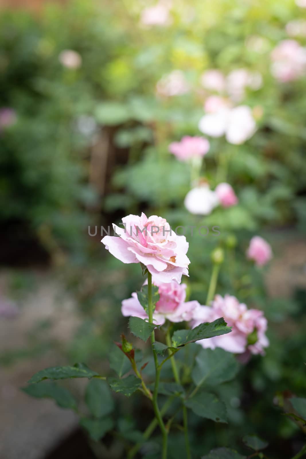 Roses in the garden, Roses are beautiful with a beautiful sunny day.