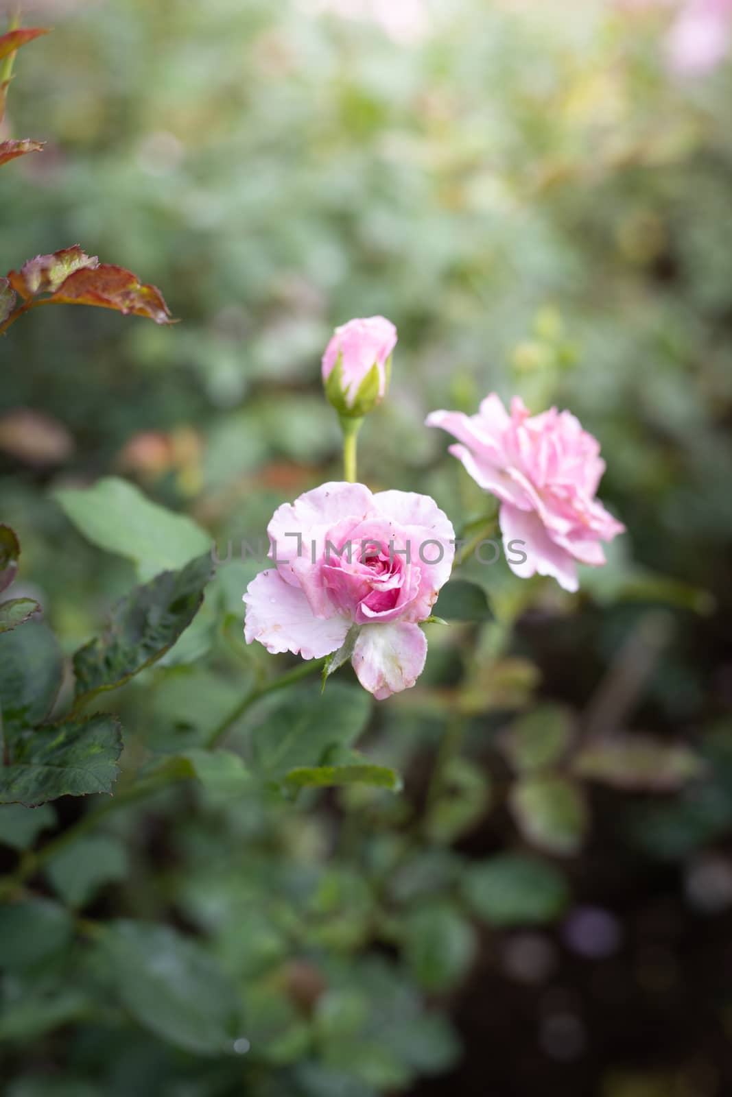 Roses in the garden  by teerawit