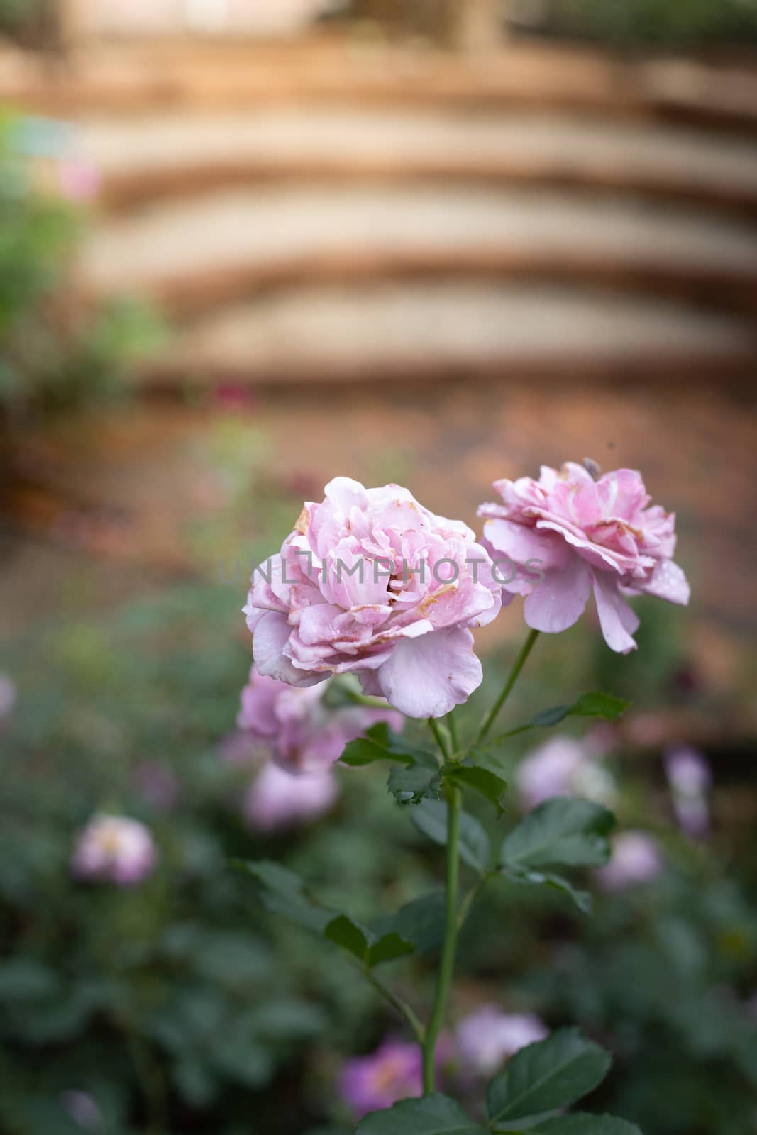 Roses in the garden  by teerawit