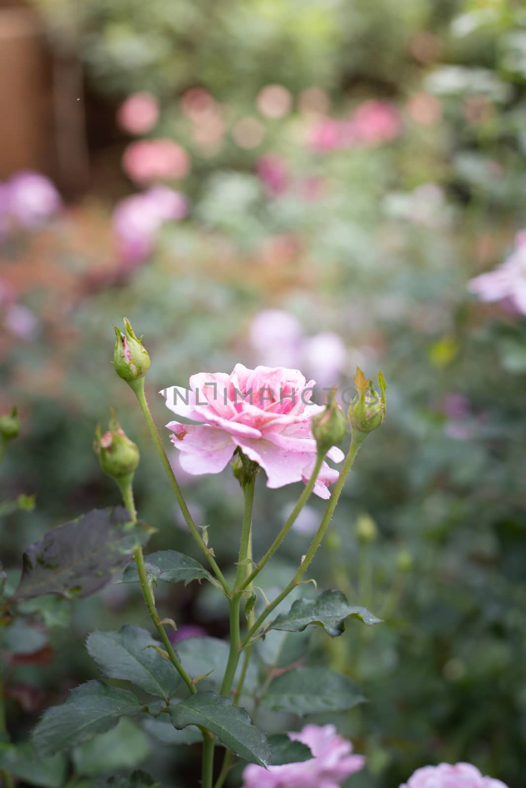 Roses in the garden  by teerawit