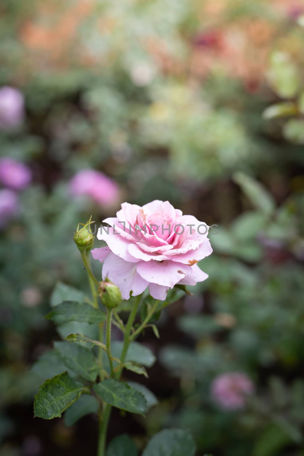 Roses in the garden  by teerawit