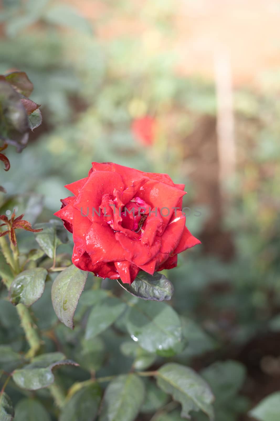 Roses in the garden, Roses are beautiful with a beautiful sunny day.