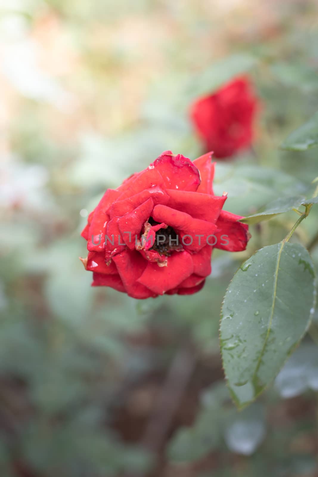 Roses in the garden, Roses are beautiful with a beautiful sunny day.